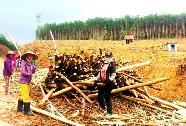 Trung Quốc ngừng mua, ngành dăm gỗ điêu đứng